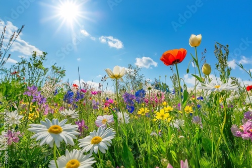 Poppy flower field under a clear blue sky