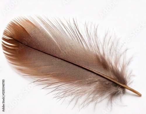 Single feather isolated on black background