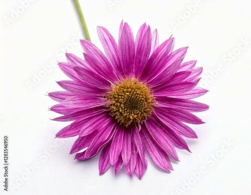 Pink gerber daisy flower in full bloom isolated on white background