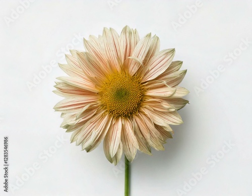 Yellow gerber daisy flower isolated on white background