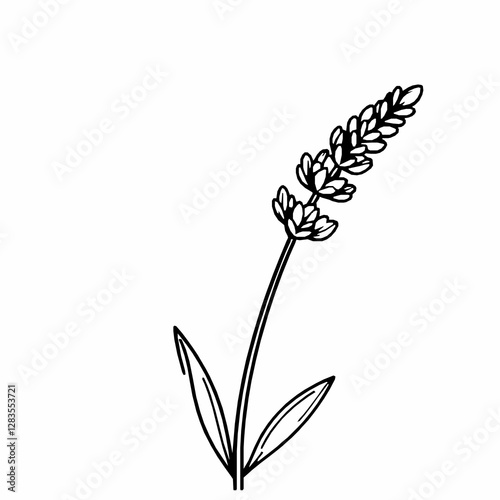 Lavender Outline Icon, Aromatic Flower Vector, Editable Stroke, Black Minimalist Illustrations,