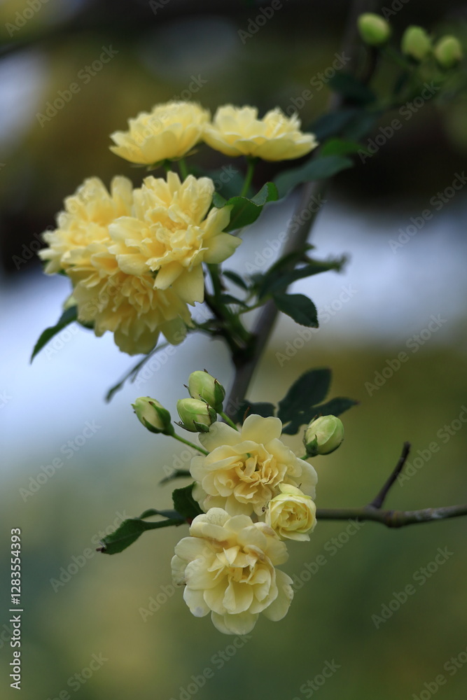 Obraz premium 花の女王