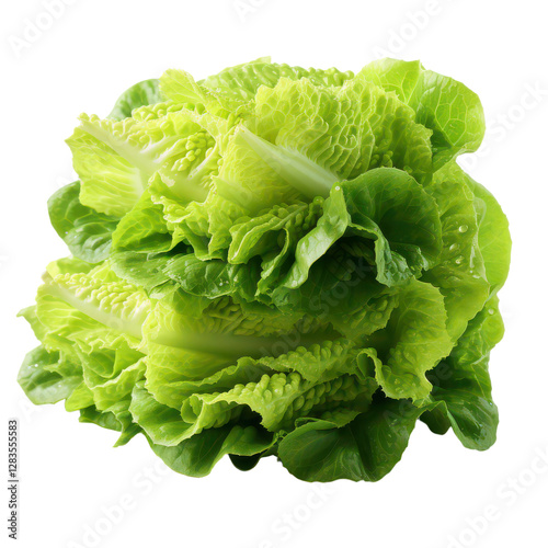 Fresh Romaine Lettuce on Transparent Background