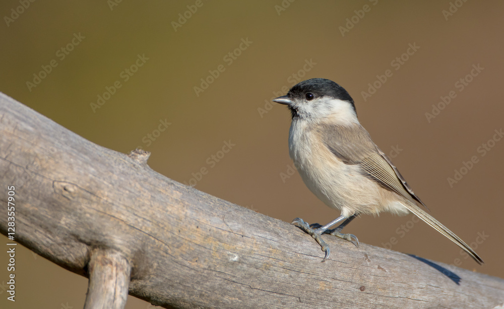 Obraz premium The marsh tit - at a wet forest in autumn