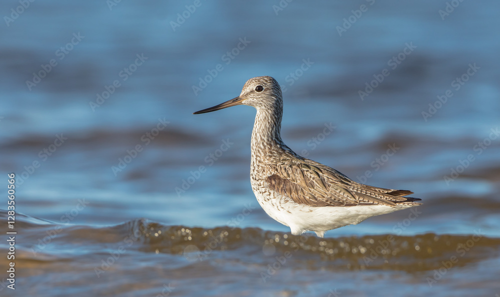 Common Greenshank feeding at a wetland in spring on a migration way Common Greenshank feeding at a wetland in spring on a migration way