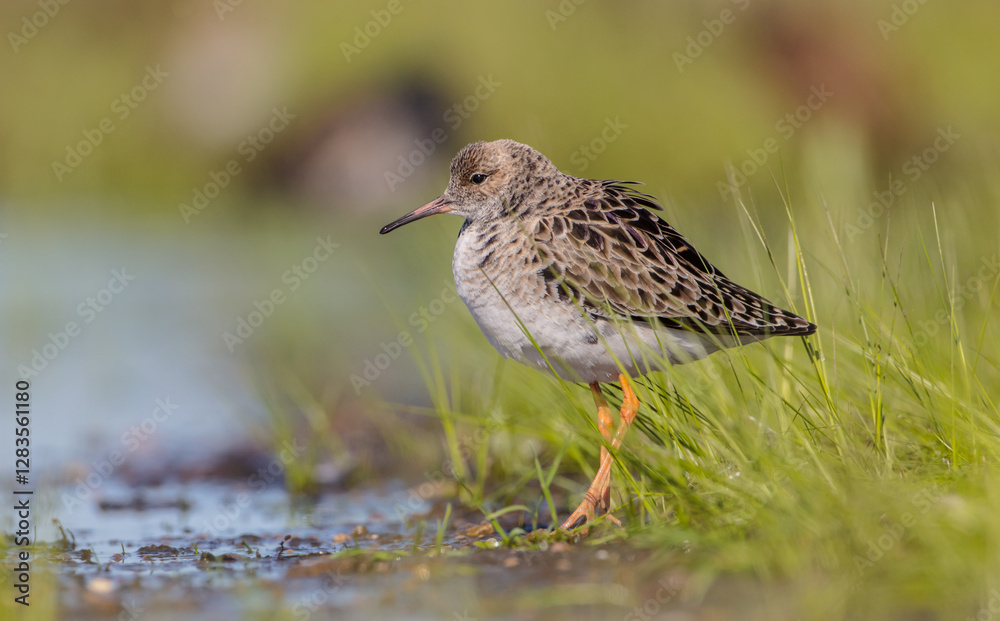 Ruff - female feeding at the wetland on the mating season in spring Ruff - female feeding at the wetland on the mating season in spring