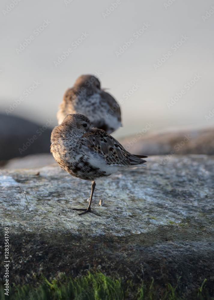 Dunlin - at a seashore on the autumn migration way Dunlin - at a seashore on the autumn migration way