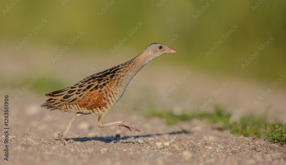 Corn crake - male bird at a meadow in the beginning of the summer Corn crake - male bird at a meadow in the beginning of the summer