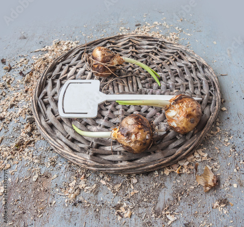Camassia bulbs before planting on table