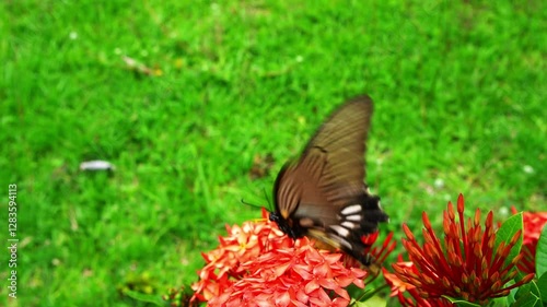 A butterfly flies over on the flower. The butterfly sucks honey from the flower. 