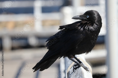 Australian little Raven black native bird, Australia wildlife photograph