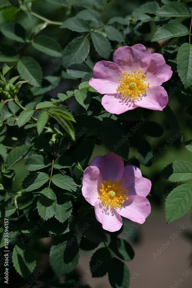 Naklejka premium 花の女王