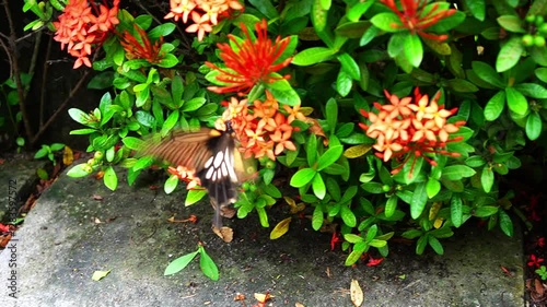 A butterfly flies over on the flower. The butterfly sucks honey from the flower. 