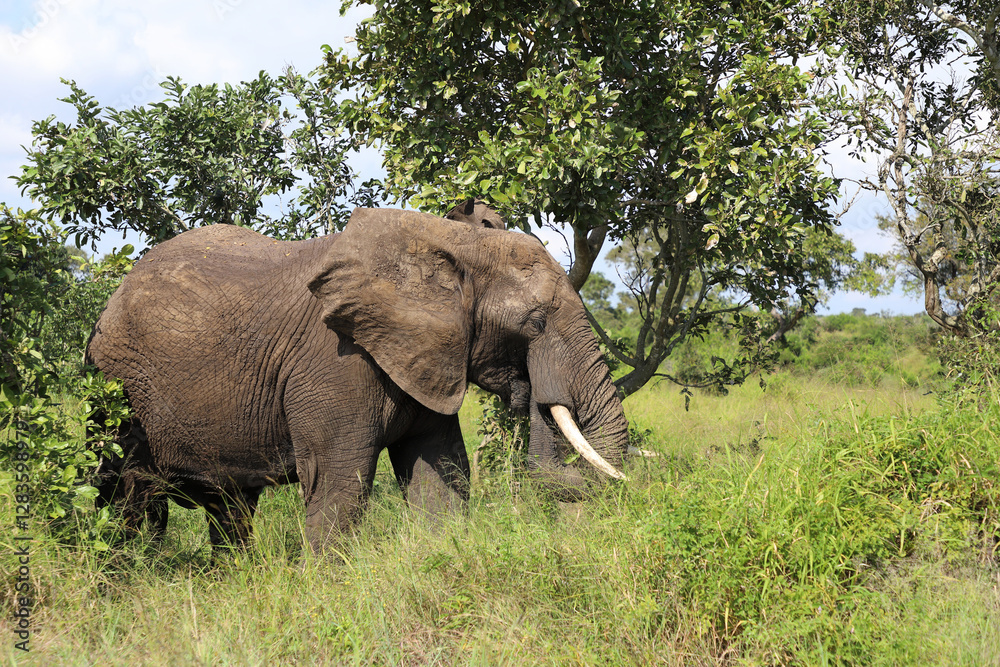 Fototapeta premium Afrikanischer Elefant / African elephant / Loxodonta africana