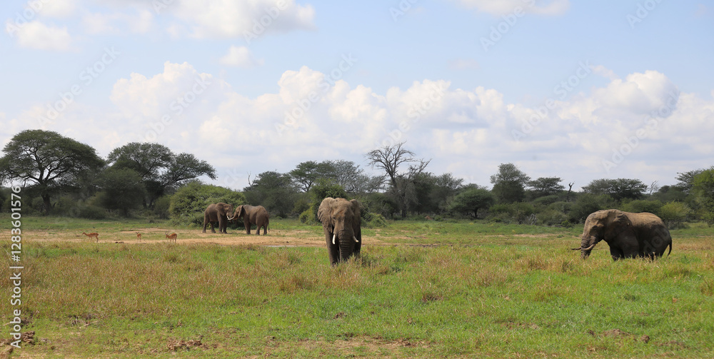 Afrikanischer Elefant im Schlamm / African elephant in the mud / Loxodonta africana Afrikanischer Elefant im Schlamm / African elephant in the mud / Loxodonta africana