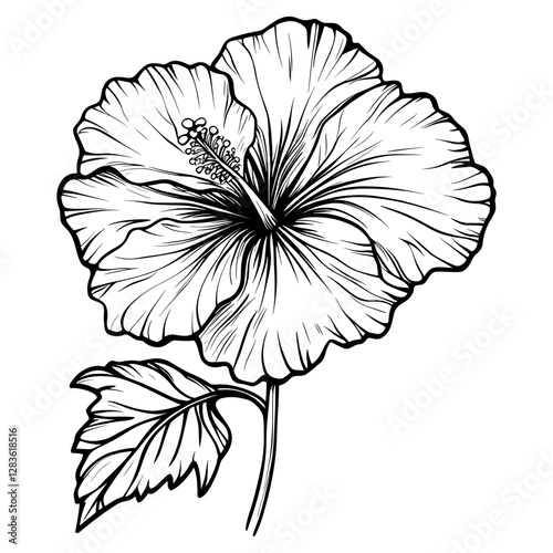 A Hibiscus hibiscus art drawing vector