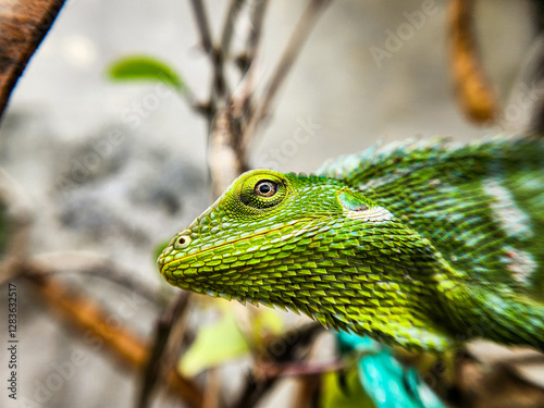 Bronchocela cristatella. Green crested chameleon photo