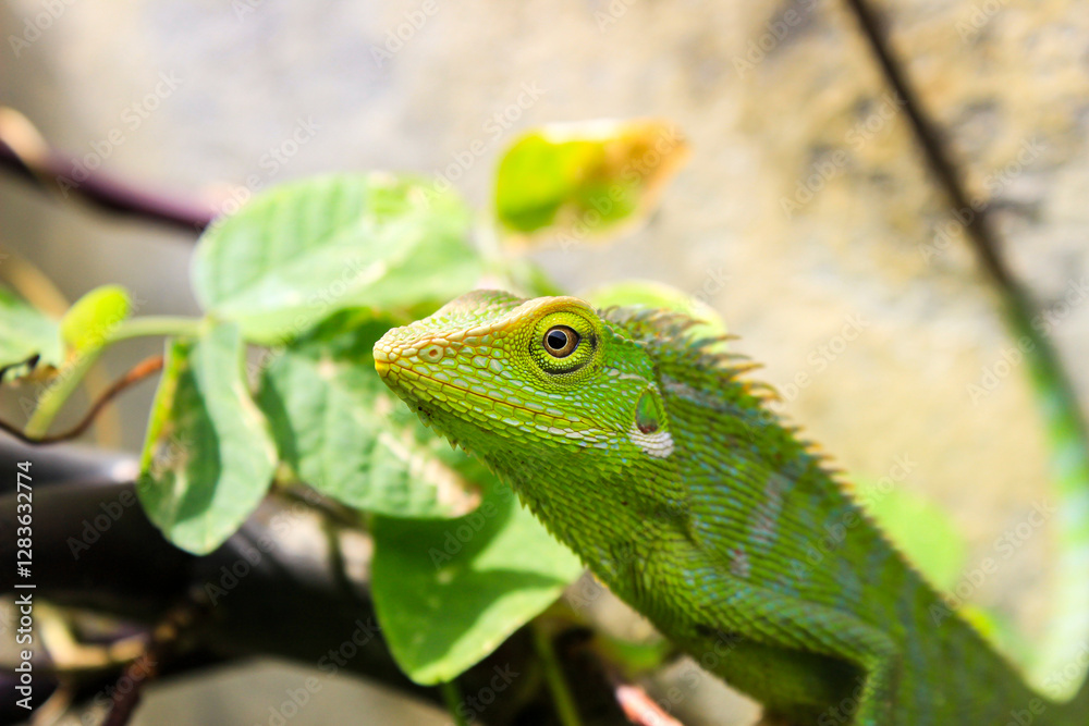 Obraz premium Bronchocela cristatella. Green crested chameleon