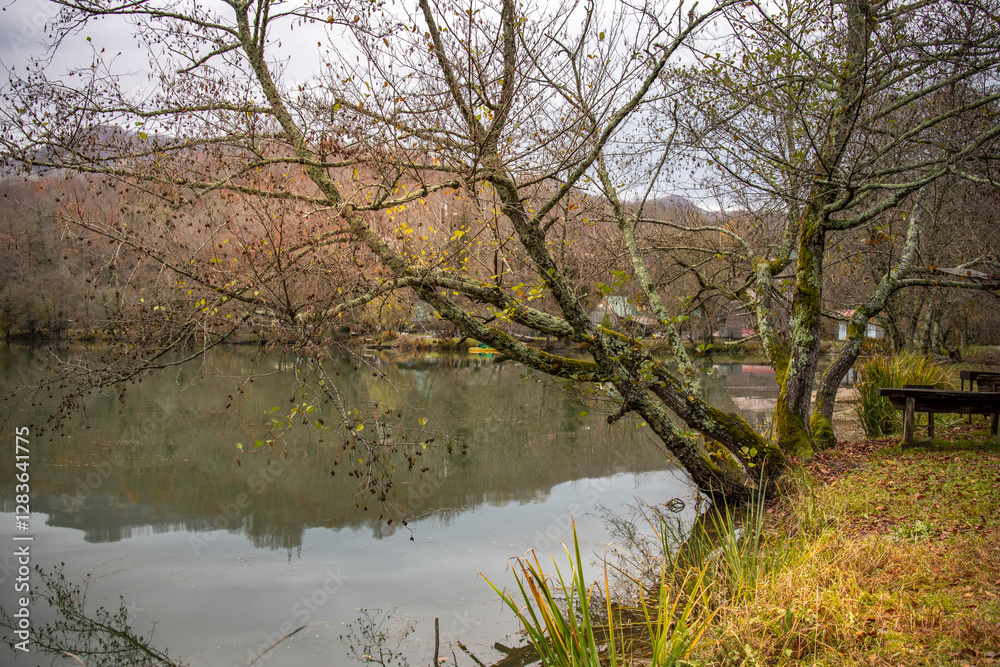 Tree with leaves on it is next to a body of water Tree with leaves on it is next to a body of water