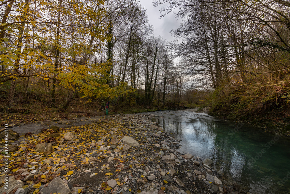 Forest with a river running through it Forest with a river running through it