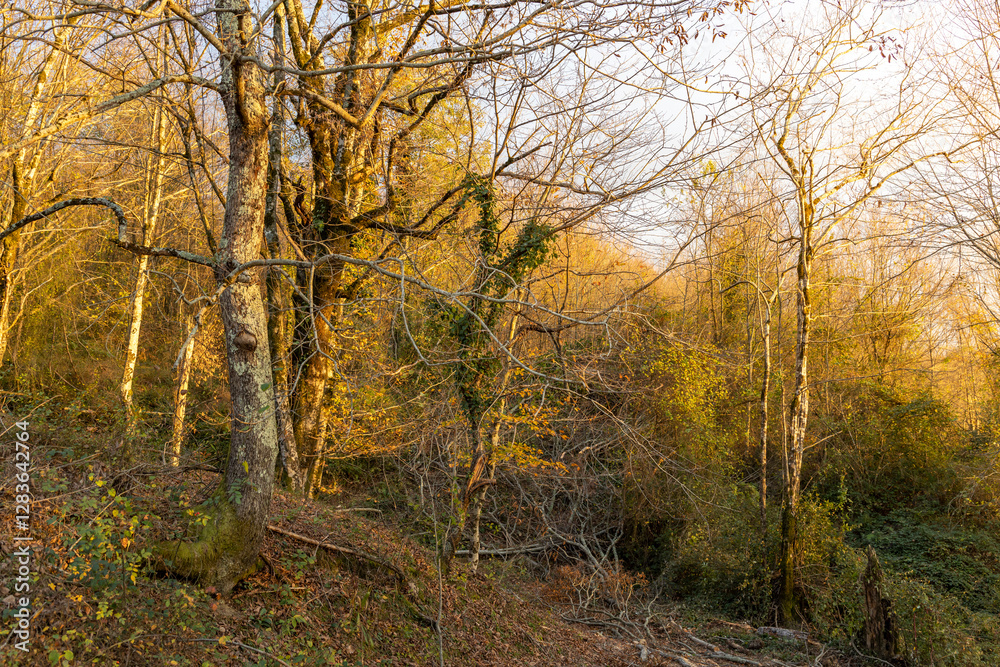 Forest with trees in the background and a tree in the foreground Forest with trees in the background and a tree in the foreground