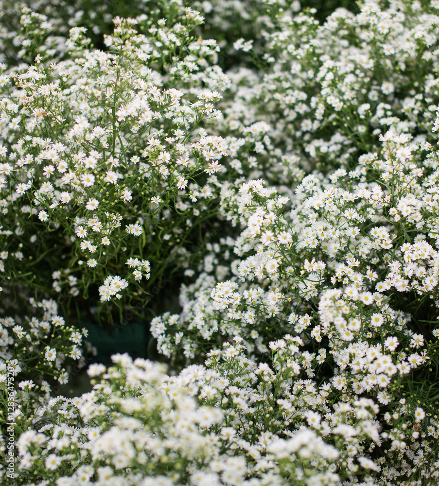 Many small white flowers are blooming. Many small white flowers are blooming.