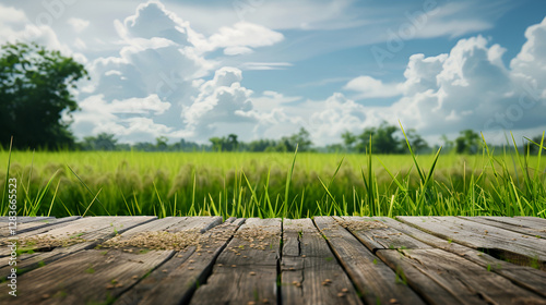 A beautiful natural background with flooring from old wooden boards and young green juicy grass in the sun with beautiful bokeh ,Background green grass in the foreground wooden fence