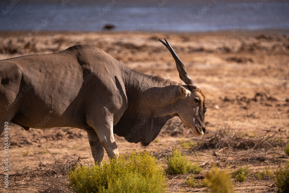 Fototapeta premium The Grace and Power of South Africa’s Eland