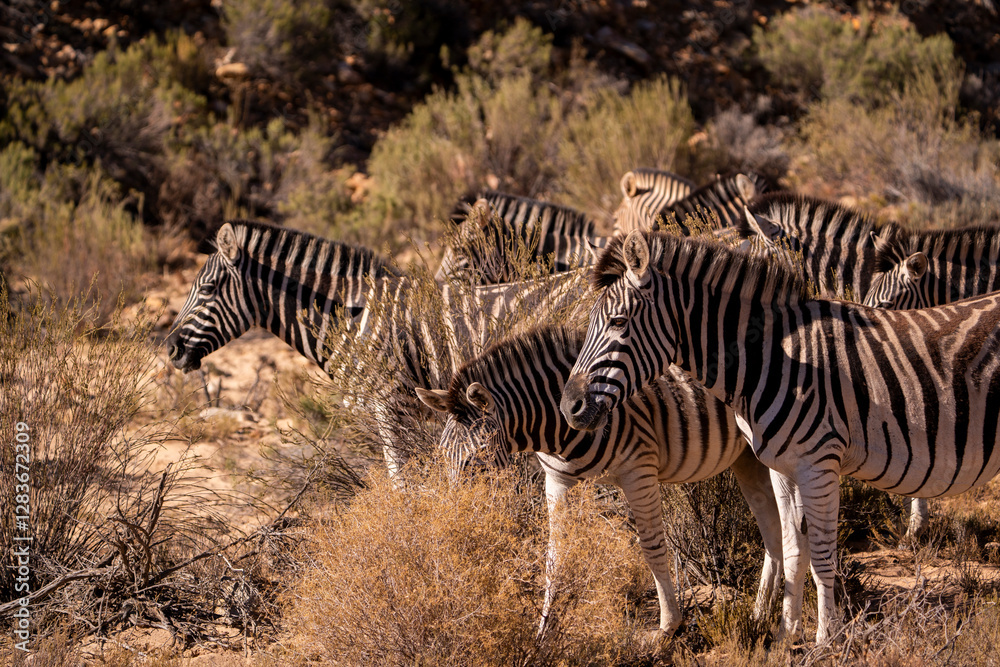 Obraz premium Blending with the landscape, zebras stand tall in the wild
