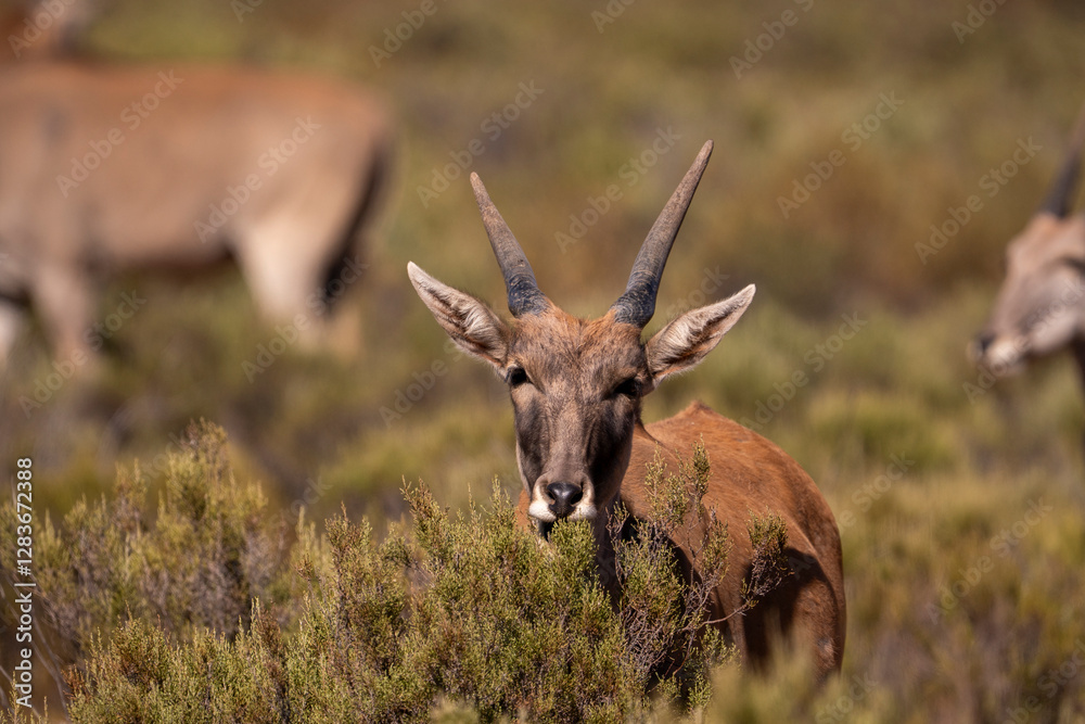 Obraz premium Silent wanderers, Eland antelopes, across Africa’s vast landscapes