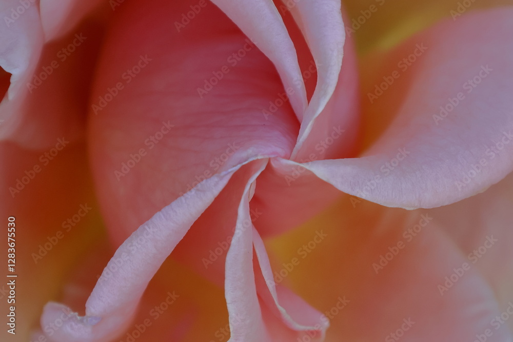 花の女王