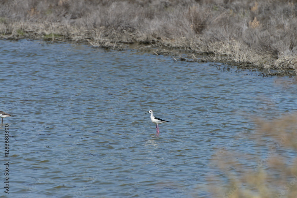Naklejka premium Black-winged Stilt (Himantopus himantopus) 