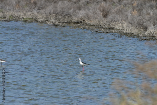 Black-winged Stilt (Himantopus himantopus) 