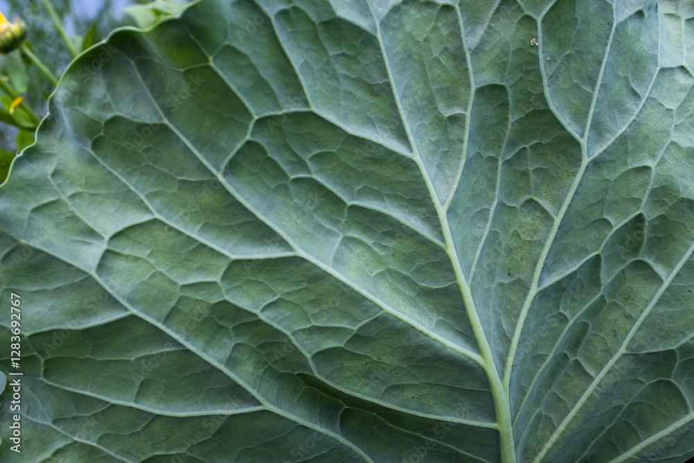 Obraz premium Green cabbage leaf, close-up. Cabbage-leaf background for publication, poster, calendar, post, screensaver, wallpaper, cover, website. High quality photography