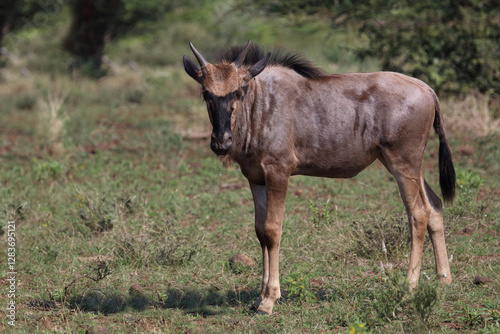 Streifengnu / Blue wildebeest / Connochaetes taurinus photo