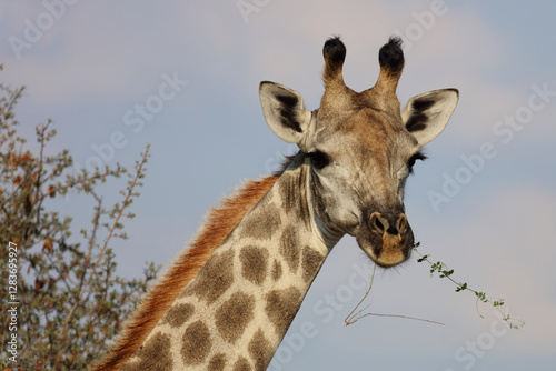 Photography Giraffe / Giraffe / Giraffa camelopardalis