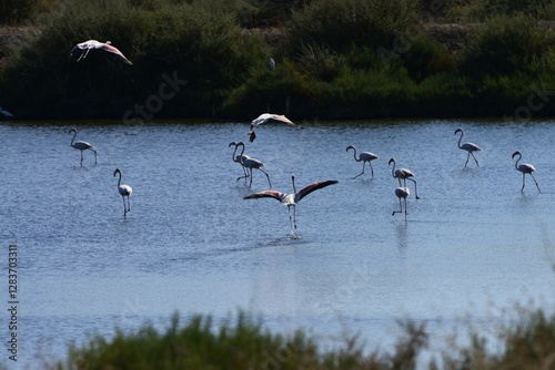 Flock of flamingos in the pond