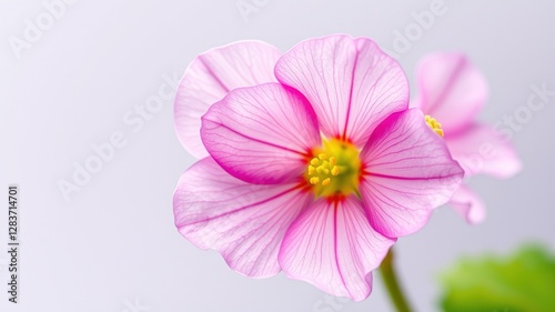 Delicate Beauty of Primula Mollis in Full Bloom