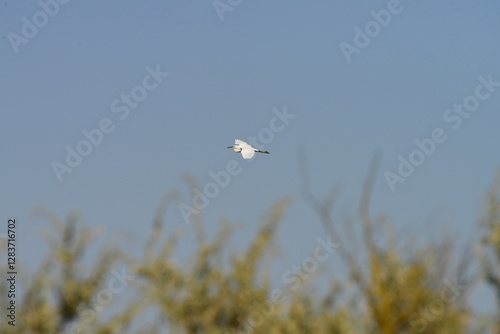 Beautiful white heron flying with the blue sky in the background