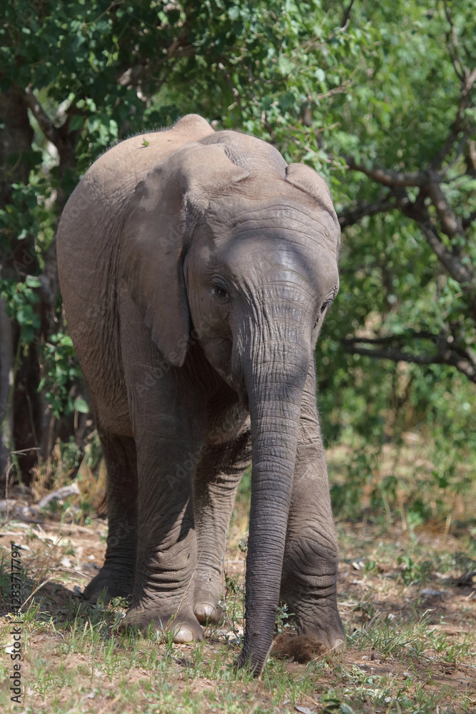 Fototapeta premium Afrikanischer Elefant / African elephant / Loxodonta africana