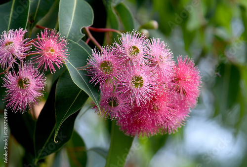 Beautiful pink blossoms and dark green leaves of Australian native Corymbia ficifolia ornamental flowering gum tree, family Myrtaceae. Summer flowering.