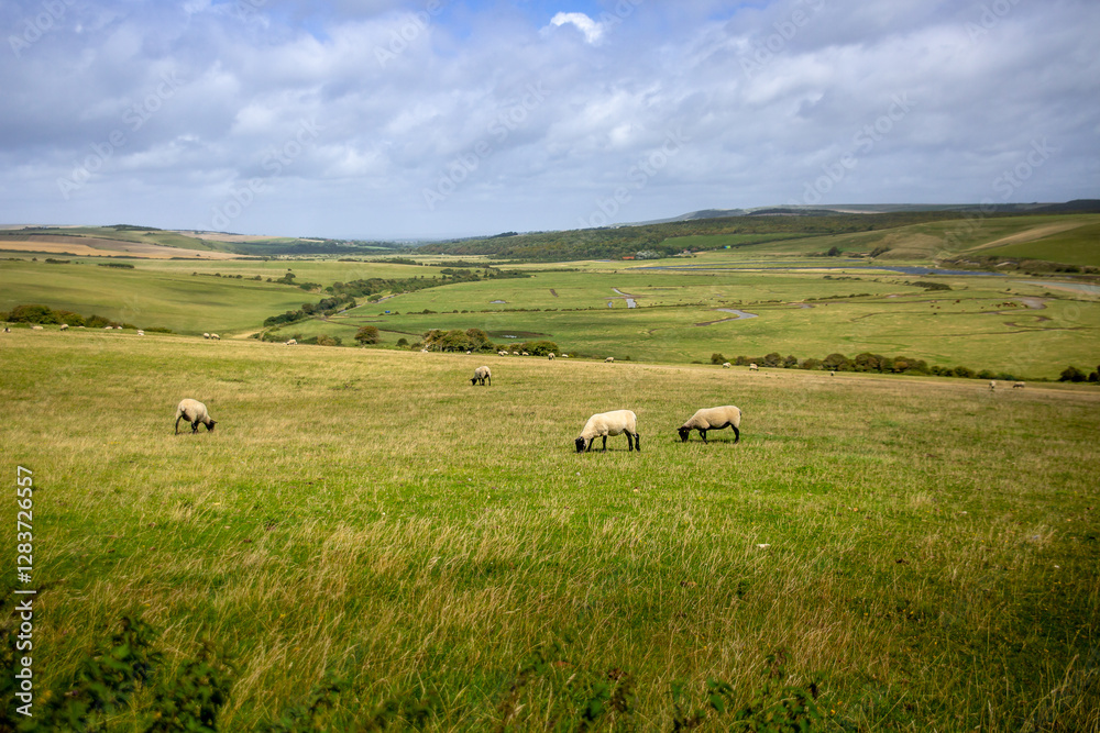 Fototapeta premium Sheep grazing in beautiful landscape