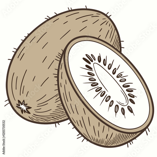 fibrous cupula photo