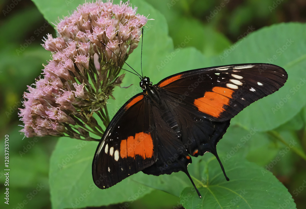 Butterfly on a flower with beautiful colors Butterfly on a flower with beautiful colors
