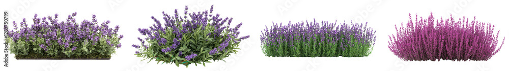 Fototapeta premium Lush flourishing lavender field in full bloom with an abundance of fragrant purple flowers set against a natural rural backdrop Tranquil and scenic summer landscape