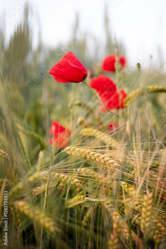 Poppies in Grain Field