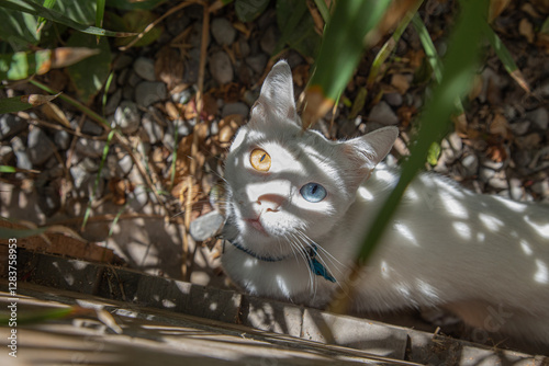 Cute white cat with blue eyes and yellow eyes in the garden heterochromia photo