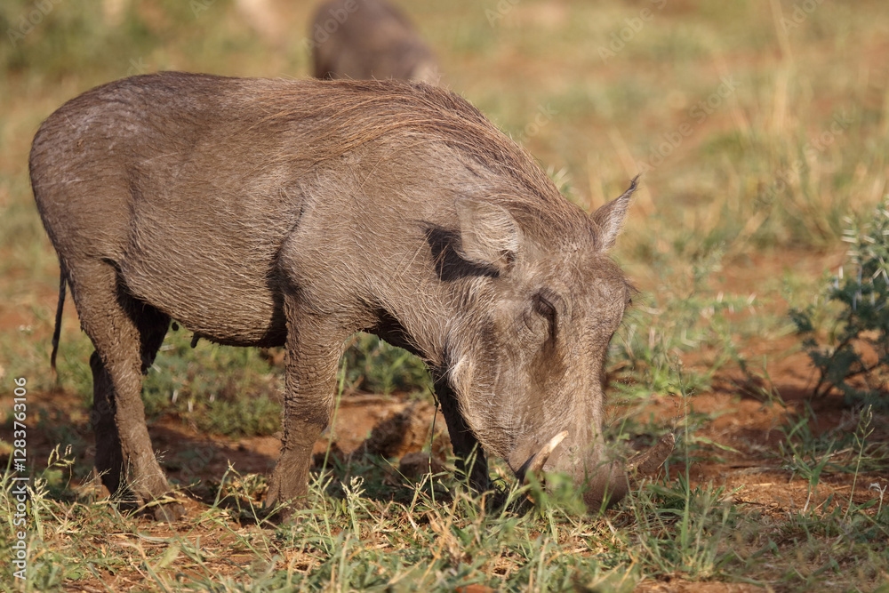 Warzenschwein / Warthog / Phacochoerus africanus Warzenschwein / Warthog / Phacochoerus africanus
