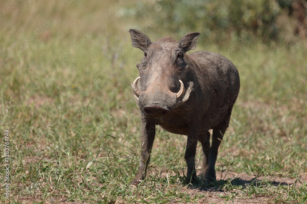 Warzenschwein / Warthog / Phacochoerus africanus.. Warzenschwein / Warthog / Phacochoerus africanus..