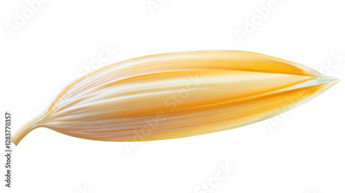 yellow onion isolated on white background